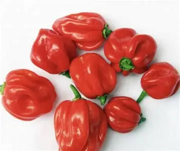 Rodo (Scotch bonnet)